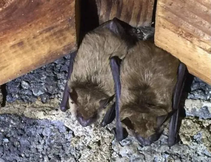 Two brown bats huddled together in a wooden structure