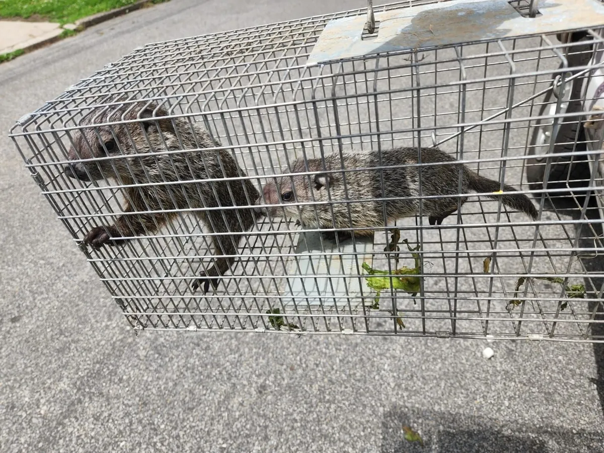 Two groundhogs trapped in a metal cage on pavement