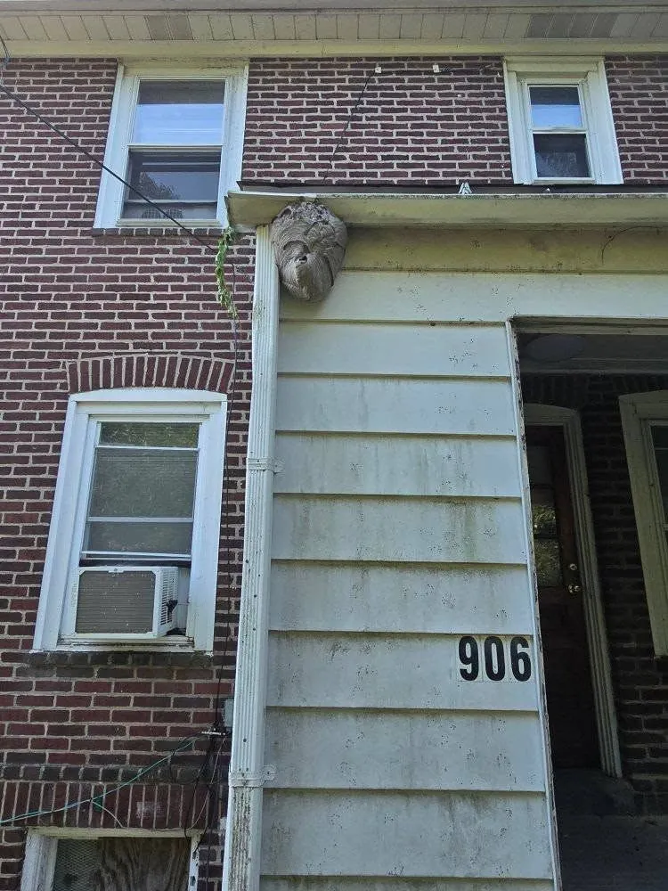 Large wasp nest on the corner of a brick building