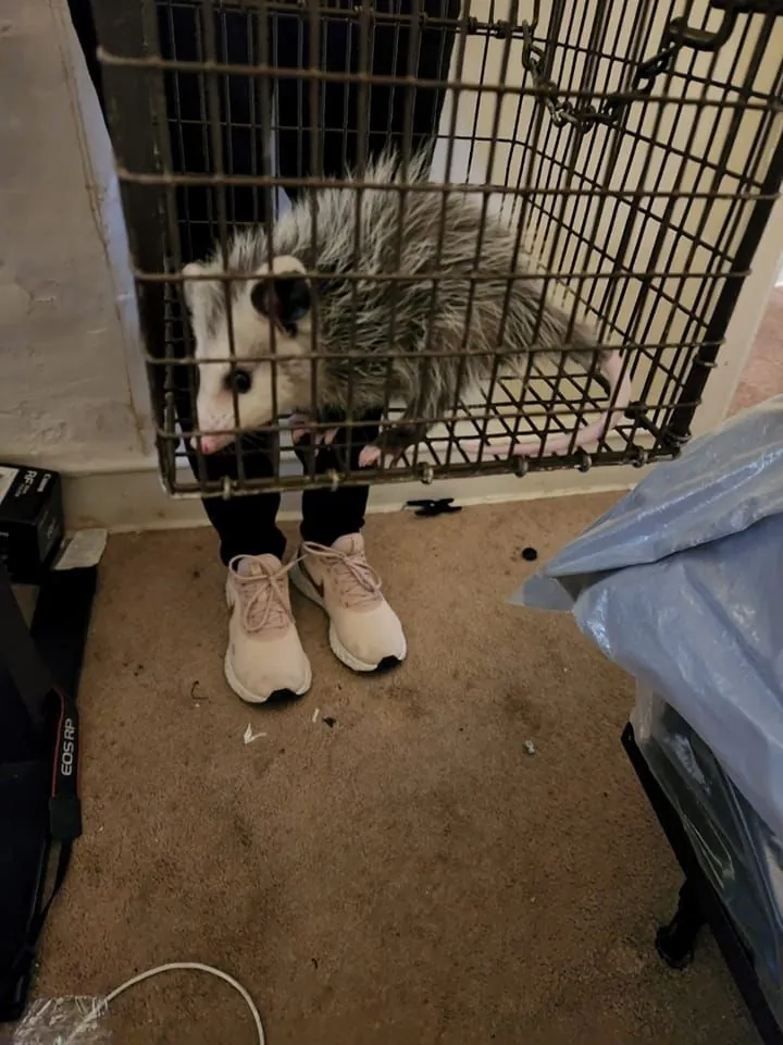 Opossum in a metal cage held by a technician
