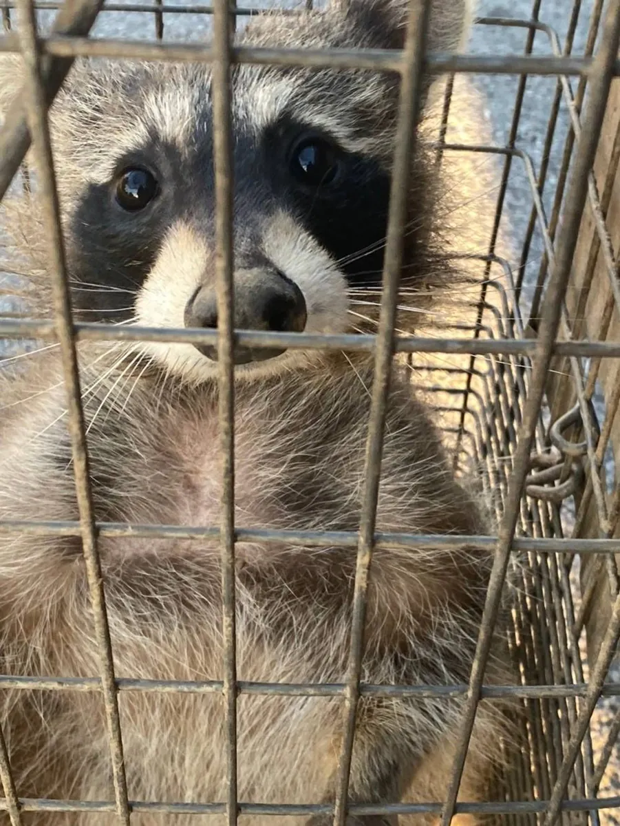 Raccoon inside a metal cage looking directly at the camera