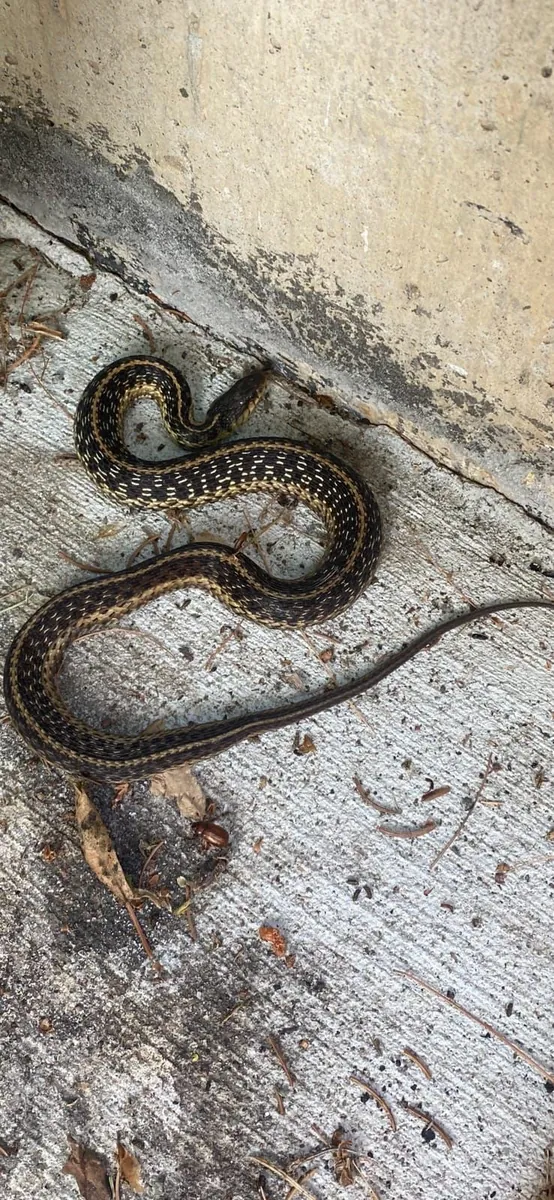 Dark garter snake with yellow stripes on gray concrete