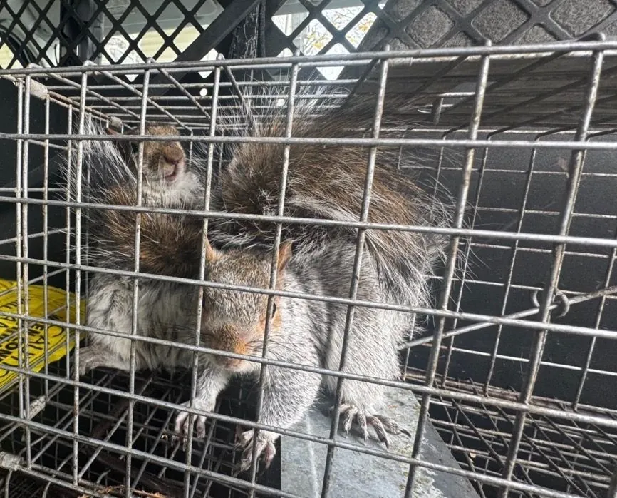 Two gray squirrels in a metal cage on top of a plastic crate