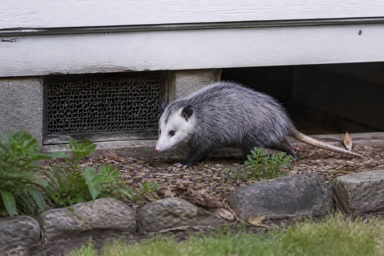 Virginia opossum beside a residential crawl-space opening