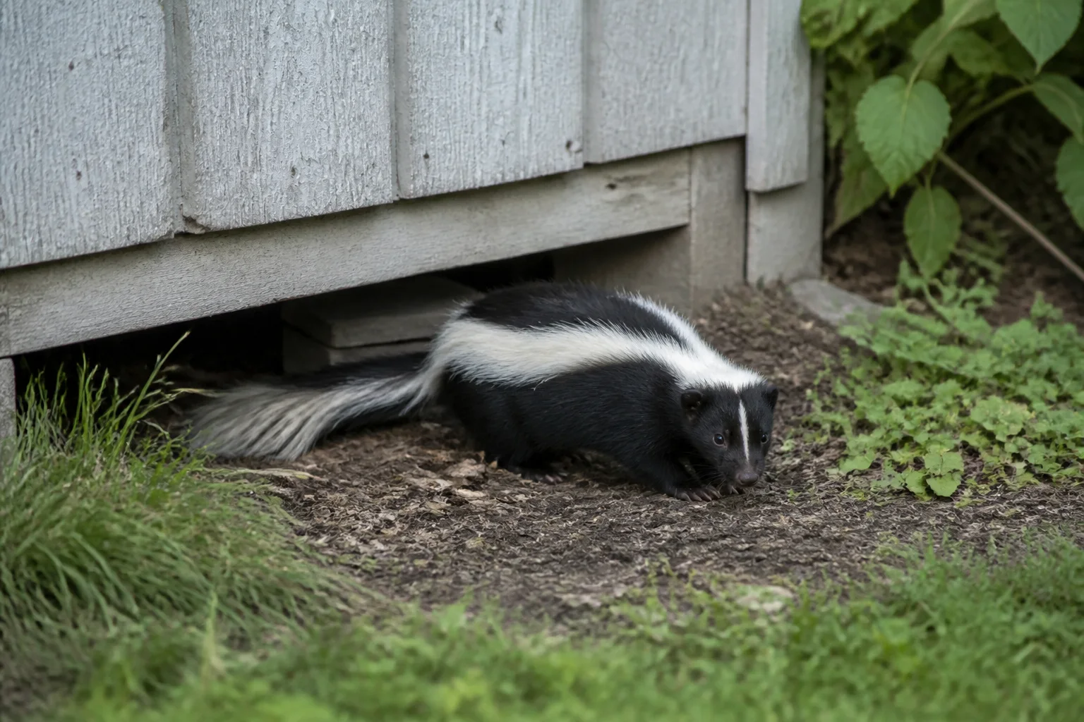 Striped skunk emerging from beneath a backyard shed